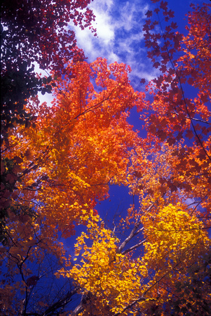 Fall Foliage Squam Mountains