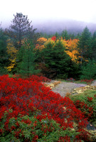 Acadia National Park Beech Cliffs Fall Foliage
