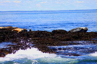 Seals Gray and Harbor