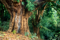 Banyan Tree Haleakala National Park