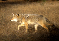 Coyote hunting at field edge
