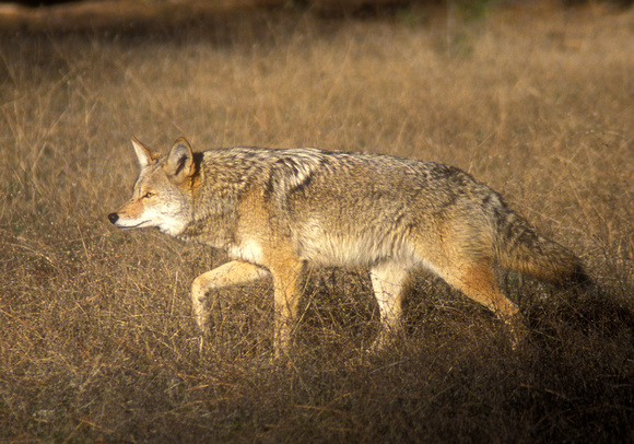 Coyote hunting at field edge