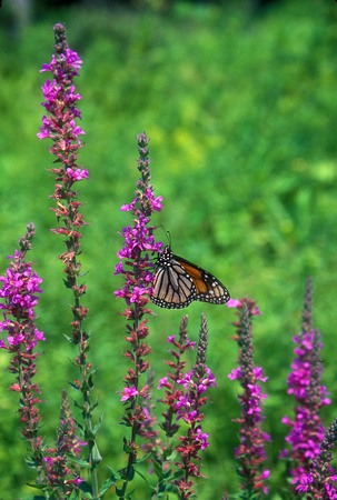 Monarch Butterfly on Purple Loosestrife