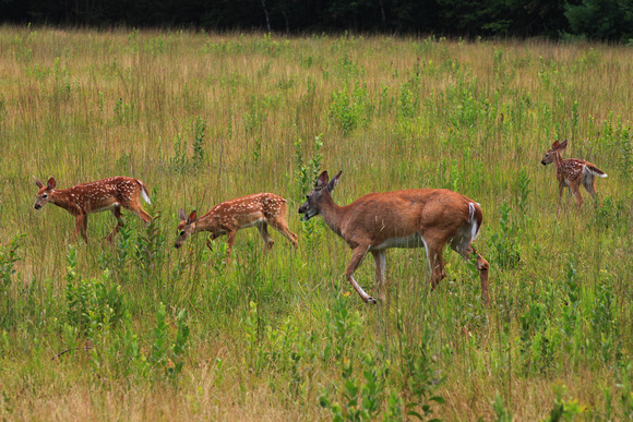 White tailed Deer Fawn Triplets