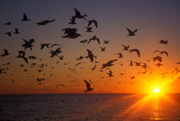 Crystal River Gulls at Sunset