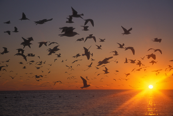 Crystal River Gulls at Sunset