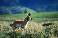 Pronghorn Antelope Bull