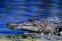 American Crocodile in Everglades National Park