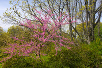 Arnold Arboretum Bussey Hill Spring Color