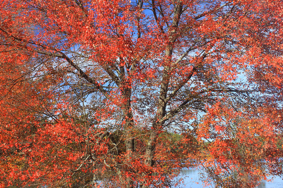 Red Maples at Wetland Edge