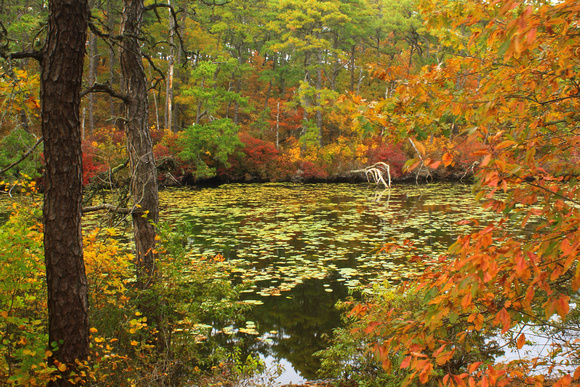 Nickerson State Park Pond Fall Foliage Cape Cod