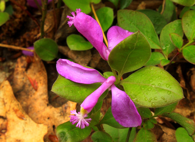 Fringed Polygala