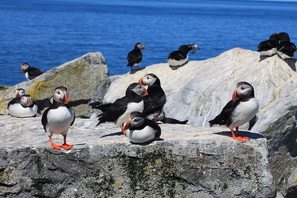 Atlantic Puffins on rocky shore