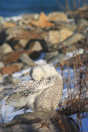 Snowy Owl Preening on Rocky Beach