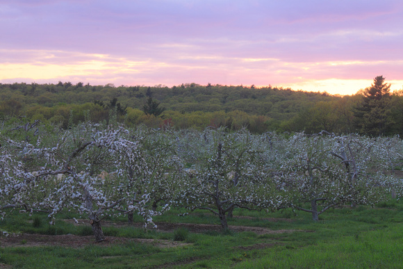 Red Apple Farm Apple Orchard Sunset