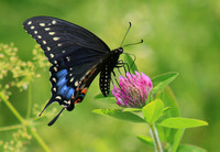 Black Swallowtail on Thistle