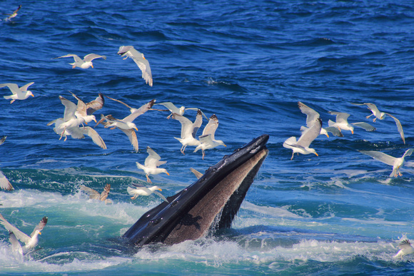 Humpback Whale breaching with gulls