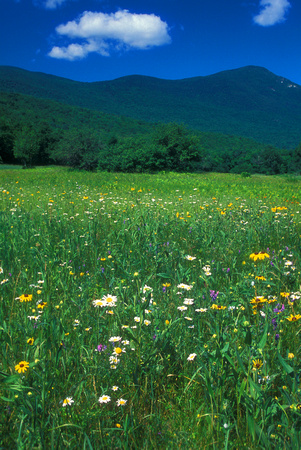 Grafton Notch Wildflower meadow and Old Speck