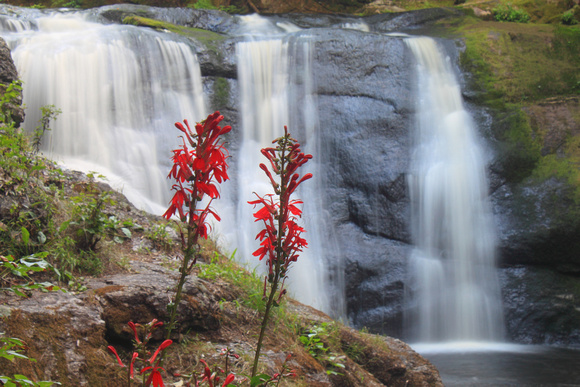 Doanes Falls Cardinal Flowers