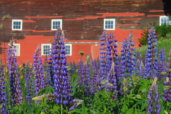 Sugar Hill Lupines and Barn