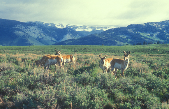 Pronghorn Antelopes in Yellowstone Valley zoomed