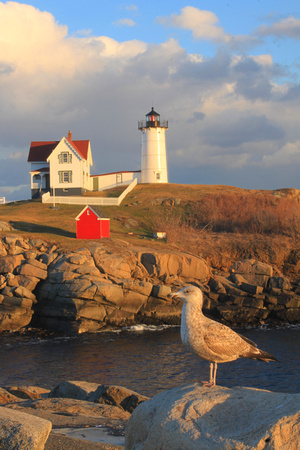 Nubble Lighthouse and Gull