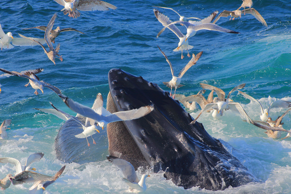 Humpback Whale Feeding with Seagulls