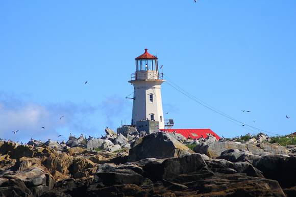 Machias Seal Island Lighthouse and Seabirds