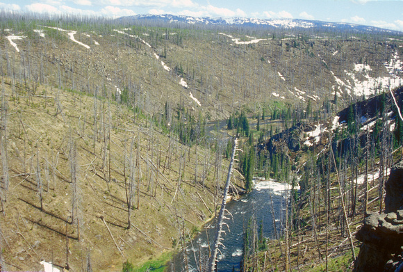 Yellowstone National Park River Valley after Fires
