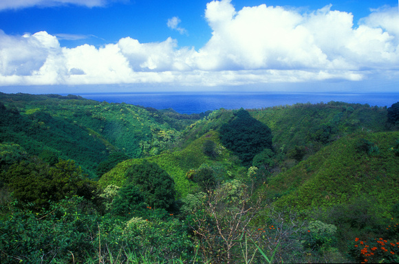 Rainforest Valley Hana Hawaii