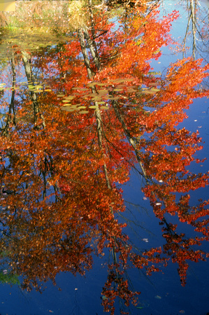 Red Maple Reflection