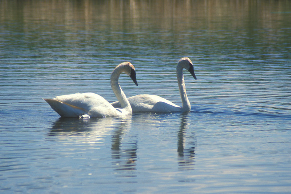 Trumpeter Swan pair