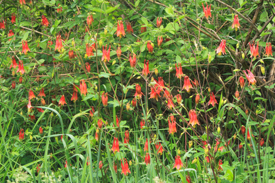 Columbine Colony