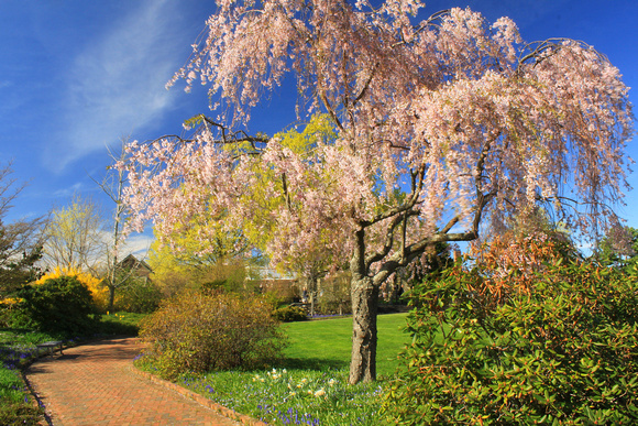 Tower Hill  Botanic Garden Cherry Path 2