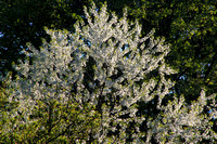 Arnold Arboretum Apple Blossoms