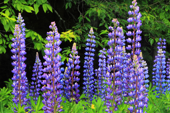 Lupines at Field Edge