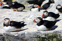 Atlantic Puffins at ease