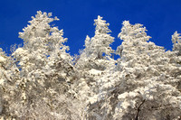 Appalachian Gap Snowy Spruce Trees