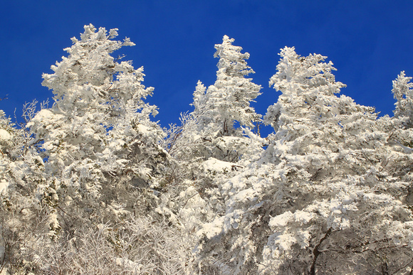 Appalachian Gap Snowy Spruce Trees