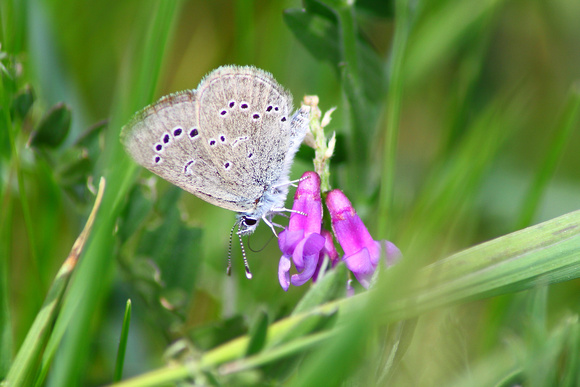 Silvery Blue on cow vetch