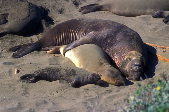 Elephant Seals on Beach