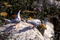 Arctic Tern Pair at Nest