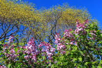 Arnold Arboretum Lilacs and Leafout