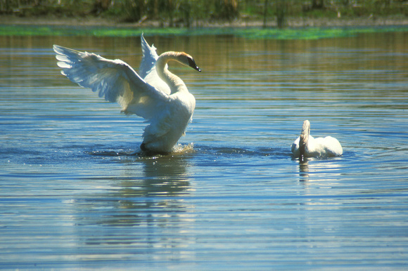 Trumpeter Swan courtship display