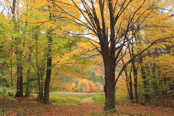 Mohawk Trail State Forest in Autumn