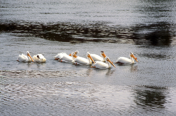 White Pelican flock