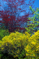 Forsythia and Maple Spring