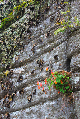 Columbine Rock Ledge