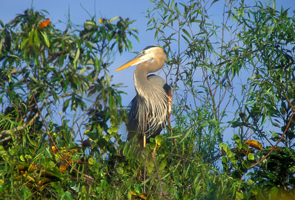 Great Blue Heron Everglades