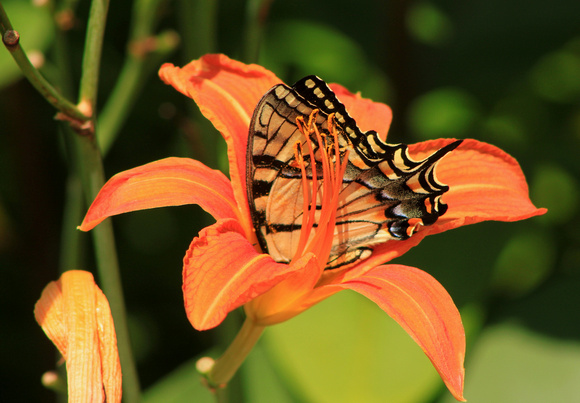 Day Lily Tiger Swallowtail